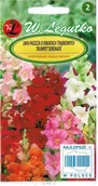 Nasiona i cebule - Legutko sp. z o.o Nasiona Lwia paszcza niska Trumpet Serenade, 0,1g - miniaturka - grafika 1
