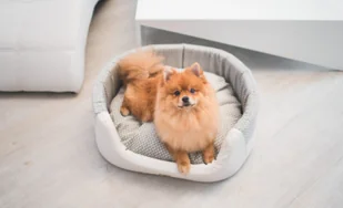 Ami Play Legowisko Elipsa Morgan białe M 50672-uniw - Legowiska dla psów - miniaturka - grafika 4