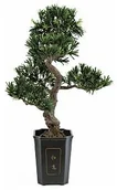 Sztuczne drzewka - Europalms Europalms Bonsai podocarpus, 80cm, Sztuczne bonsai 82600116 - miniaturka - grafika 1