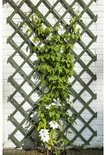Nature Krata do pnączy, drewno, zielone, 50x150 cm, 6041702 Outsideliving - Kratki i pergole - miniaturka - grafika 2