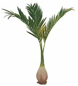 Sztuczne drzewka - Europalms EUROPALMS Palma Phoenix, sztuczna roślina, 240 cm trudnopalna 82511353 - miniaturka - grafika 1