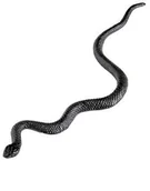 Kinder party - Generique - Małe węże z tworzywa sztucznego 12er Pack WDM08161 - miniaturka - grafika 1