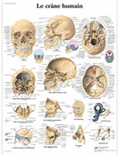 Pozostałe kosmetyki - 3B Scientific anatomiczne krojenia VR2131UU - miniaturka - grafika 1