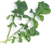 Pozostałe akcesoria do uprawy roślin - Veritable Wkład nasienny Lingot warzywa liściowe rukola VLIN-J10-Roq02E - miniaturka - grafika 1