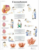 Pozostałe kosmetyki - 3B Scientific anatomiczne krojenia VR2555UU - miniaturka - grafika 1