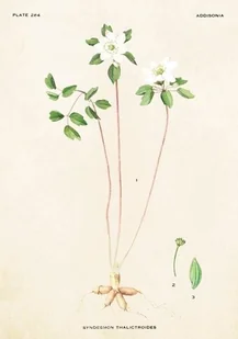 Skona Ting Karnet z kopertą zawilczyk - Kartki okolicznościowe i zaproszenia - miniaturka - grafika 2