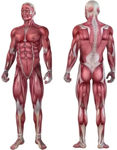 Movit CZERWONY WAŁEK ROLKA DO MASAŻU ROLLER MASAŻ FITNESS 20040517 - Akcesoria do masażu - miniaturka - grafika 10