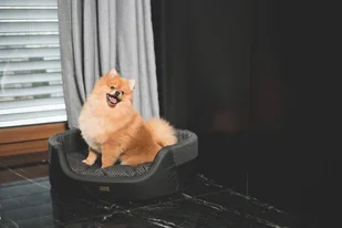 Ami Play Legowisko Elipsa Morgan czarne L 50668-uniw - Legowiska dla psów - miniaturka - grafika 3