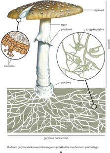 Wydawnictwo MAC Atlas biologiczny dla klas 5-8 szkoły podstawowej 881142 - Podręczniki dla szkół podstawowych - miniaturka - grafika 13