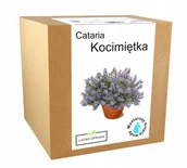 Nasiona i cebule - Zestaw do Uprawy Kocimiętka dla kota trawa Nepeta - miniaturka - grafika 1