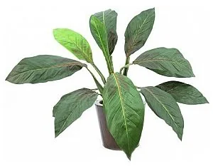 Europalms Europalms Sago palma, 45cm, Sztuczna palma 82508302 - Sztuczne drzewka Europalms Europalms Sago palma, 45cm, Sztuczna palma 82508302 - Sztuczne drzewka - miniaturka - grafika 1