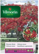 Nasiona i cebule - Vilmorin Nasiona płomień Afryki - miniaturka - grafika 1