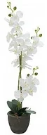 Sztuczne kwiaty - Europalms EUROPALMS Orchidea, sztuczna roślina, biała, 80 cm 82530362 - miniaturka - grafika 1