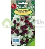 Nasiona i cebule - Legutko Groszek pachnący Night&Day 3g - miniaturka - grafika 1