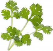 Pozostałe akcesoria do uprawy roślin - Veritable Veritable wkład nasienny Lingot - kolendra VE-0068266 - miniaturka - grafika 1