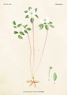 Skona Ting Karnet z kopertą zawilczyk - Kartki okolicznościowe i zaproszenia - miniaturka - grafika 3