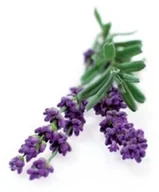 Systemy inteligentnych domów - Click and Grow Click and Grow Smart Garden Refill 3-pack - Lavender SG-009 - miniaturka - grafika 1