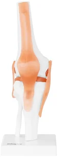 Physa Staw kolanowy - model anatomiczny PHY-KJ-1 - Pomoce naukowe - miniaturka - grafika 3