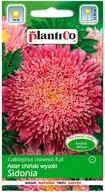 Nasiona i cebule - Plantico Aster Sidonia karminowy - miniaturka - grafika 1