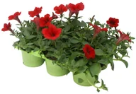 Kwiaty doniczkowe i cięte - Surfinia Petunia mix 20 - 25 cm 6-pak - miniaturka - grafika 1