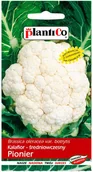 Nasiona i cebule - Plantico Kalafior Pionier - miniaturka - grafika 1