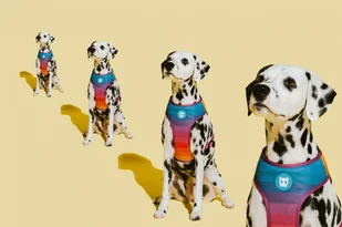 ZEE DOG Zee Dog Szelki dla psa Air Mesh Prisma Tęczowa Air Mesh M - Szelki dla psów - miniaturka - grafika 3