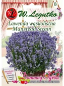 Nasiona i cebule - Legutko Lawenda wąskolistna MUNSTEAD STRAIN - miniaturka - grafika 1