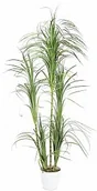 Sztuczne drzewka - Europalms Europalms Dracena bush, 215cm, Sztuczna roślina 82505760 - miniaturka - grafika 1
