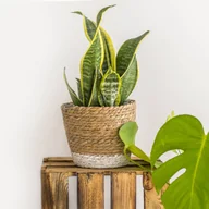 Donice - Kosz wiklinowy osłonka Moroccan Biały L 20cm - miniaturka - grafika 1