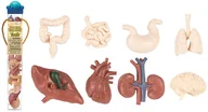 Figurki dla dzieci - Safari Ltd Zestaw Organy Wewnętrzne Montessori - miniaturka - grafika 1