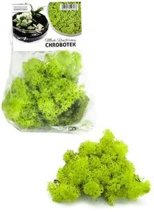 Mech chrobotek jasnozielony 40 g dekoracyjny do lasu w słoiku - Pozostałe akcesoria do uprawy roślin Mech chrobotek jasnozielony 40 g dekoracyjny do lasu w słoiku - Pozostałe akcesoria do uprawy roślin - miniaturka - grafika 1