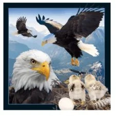 Worth-Keeping Gadżet Worth-Keeping Magnes na lodówkę 3D Orzeł bielik WIKR-1000430 WIKR-1000430 - Gadżety USB - miniaturka - grafika 2