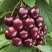 Sadzonki drzew krzewów - Wiśnie w odmianach - miniaturka - grafika 1