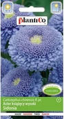 Nasiona i cebule - Plantico Aster Sidonia niebieski 1g - miniaturka - grafika 1