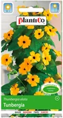 Nasiona i cebule - Plantico Thunbergia - miniaturka - grafika 1