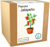 Nasiona i cebule - Zestaw do Uprawy Papryka Chili Jalapeno papryki - miniaturka - grafika 1