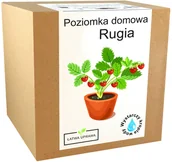 Nasiona i cebule - Zestaw do Uprawy Poziomka Domowa Rugia nasionka - miniaturka - grafika 1