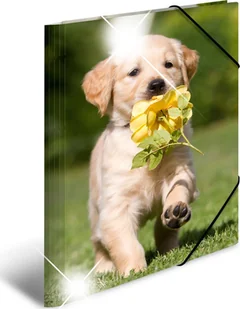 Herma HERMA 19327 okładka na wysoki połysk teczka DIN A4 z tworzywa sztucznego, seria zwierząt, motyw psów, znaki z gumowymi-Eckspanner, z wewnętrznym druku, 1 sztuki 19327 - Teczki i skoroszyty - miniaturka - grafika 2