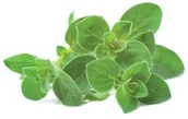 Nasiona i cebule - Click&Grow Kapsułki z nasionami Smart Soil 3 szt. oregano 4742793007489 - miniaturka - grafika 1