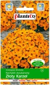 Nasiona i cebule - Plantico Nachyłek Złoty Karzeł - miniaturka - grafika 1