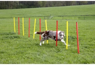 Kerbl Akcesoria do tresury psa, kolor czerwony, 80758 - Zabawki dla psów - miniaturka - grafika 5