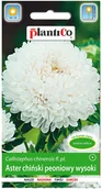 Nasiona i cebule - Plantico Aster chiński peoniowy biały - miniaturka - grafika 1