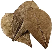 Preparaty do akwarium - Hobby catappa Leaves, 12 sztuk 51100 - miniaturka - grafika 1