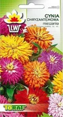 Nasiona i cebule - Toraf KWIATY Cynia chryzantemowa mix nasiona 1g 00358 - miniaturka - grafika 1