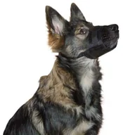 Kagańce dla psów - Kerbl 82143 Nylon kaganiec, czarny, m 82145 - miniaturka - grafika 1