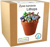 Nasiona i cebule - Zestaw do Uprawy Żywe Kamienie Lithops kaktusy - miniaturka - grafika 1
