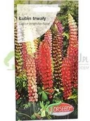 Nasiona i cebule - Torseed Łubin trwały 2g - miniaturka - grafika 1