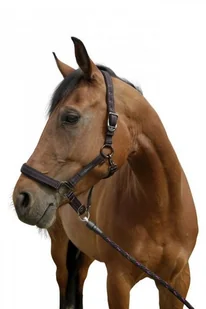 Can-agri Can-Agri Kantar Goleygo z Adapterem czarno-różowy roz.1 3221378 - Kantary dla koni - miniaturka - grafika 7