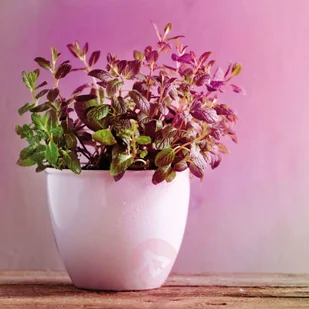 Paulmann Lampa do doświetlania kwiatów E27 R63 6,5W - Żarówki LED - miniaturka - grafika 4