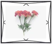 Ramki na zdjęcia - Umbra Ramka Prisma 20x25 Czarna - miniaturka - grafika 1